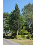 Сосна обыкновенная Фастигиата | Pinus sylvestris Fastigiata